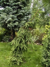 Świerk pospolity 'Inversa'